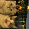rahel_857