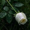 mahir_axmed