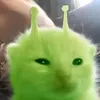 aliencar1