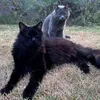 anna_and_the_crazy_cats