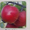pomme.rwayale.pom