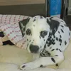 aresdalmata