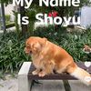 shoyugoldenintrovert