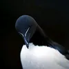 teixeira_ttz