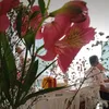 magnolia6540