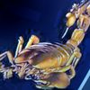 ..scorpio.king