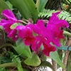 nguyenannhien234