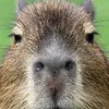 mr_.capivara