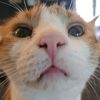 thedieselenjoyer