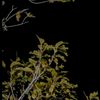 anjai_026