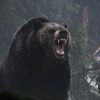 grizzlybear1814
