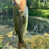 fischandfish