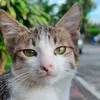 mr.meowcat1