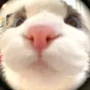 trungngdng