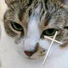mrcat876