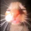 meobeothikmacdonom