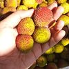 buahsemarang_