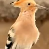 gbaaralkfagy