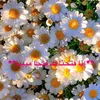 fleur2526