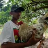 deastaggamefram