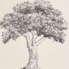 sapwoodsoapery