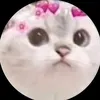 bsfdashi2