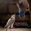 al_msoodye