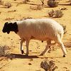 نورالدين السديري