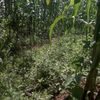 letycinto