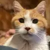 crazycatwoman00