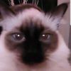 meowmeowmilady