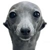 anguel__1