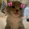 heraloss