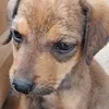 dog.caramelo4