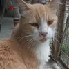 gordopandillero
