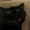 pieobsessedsquirrel