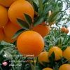 amjad.tajik