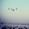 fowlpursuer
