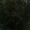 bukanbulanlebai