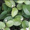 paringmarliana