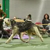 freddie_the_wolfhound