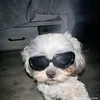 milo_34242