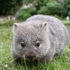 woundedwombat