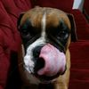 rambo_el_boxer