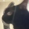 blacky_out.1