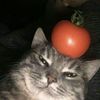 tomatoxqnv