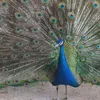 serwan._hussen