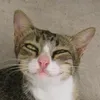 chuatelaibijan