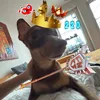 xrt_ginger