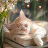 _52hzzzzz